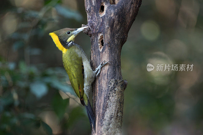 啄木鸟:成年雌性大黄颈雀(Chrysophlegma flavinucha)